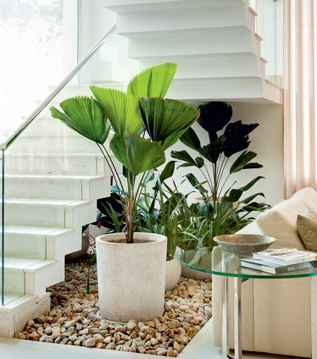 Plantas que podem ficar dentro de casa 